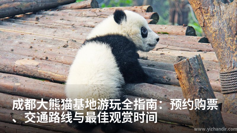 成都大熊猫基地游玩全指南:预约购票、交通路线与最佳观赏时间