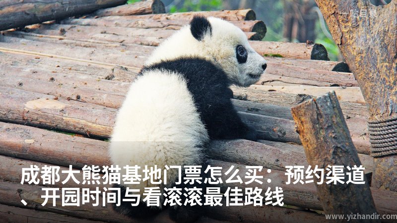 成都大熊猫基地门票怎么买:预约渠道、开园时间与看滚滚最佳路线